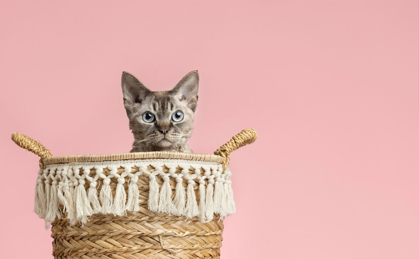 Kedi Kumu Seçerken Nelere Dikkat Etmelisiniz?